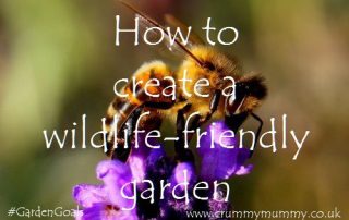 How to create a wildlife-friendly garden